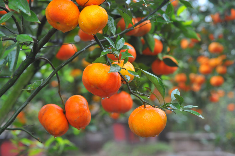 Cung cấp nước tưới cho cây cam thường xuyên